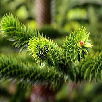 Primavera Araucaria Semi 100 pz 10 tipi mescolare semi di fiori Novel fioritura pianta per cortile giardino