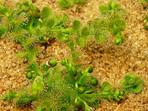 CARNIVORA FRONDOSA SUNDEW (Drosera stolonifera) 50 semi