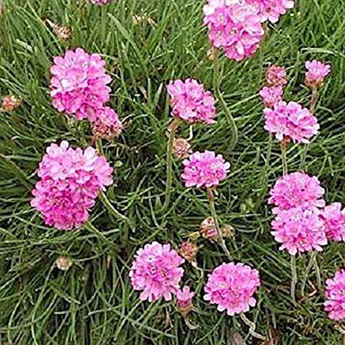 6 x Gazon d'Espagne, Armérie maritime 'Rosea' - Armeria Maritima, Godet 9x9 cm - Fleurs Roses en Forme de Boule