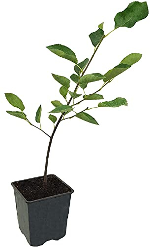 Seedeo® Kupfer-Felsenbirne (Amelanchier lamarckii) Pflanze ca. 30 cm hoch