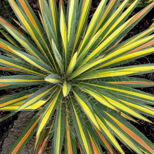 Yucca 'Colour Guard'. 2L Plant. Exotic Evergreen Palm Tree. Incredible tri-Colour Foliage. Available from Bedwen Plants