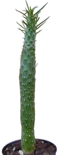 Senecio kleinia buteri pianta da collezione succulenta rara pianta grassa