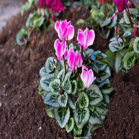 60 graines de fleurs de cyclamen rose