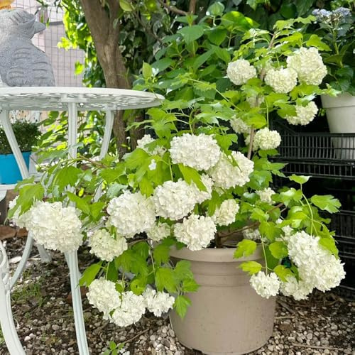 Semillas de hortensia bola nieve, arbustos en resistentes balcón invernaderos balcón variedades antiguas semillas verano exóticas decoración 50pcs