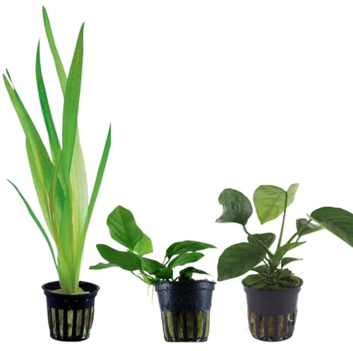Set 3 Piante Vere per Acquario: 1 Vallisneria Gigantea, 1 Anubias Barteri, 1 Anubias Barteri Nana | Piante Vive Resistenti e Facili, Kit Assortimento Ideale per Principianti e Ogni Tipo di Acquario