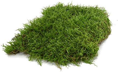 Premium Terrarium Bodengrund Moos für Reptilien in Terrarien (1-Lage) Terra Substrat Untergrund Dekoration Moosmatten Moosplatten Plattenmoos echtes natur Moss