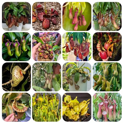 semi di nepenthes - rampicanti resistenti perenni giardino roccioso decorazione 200pcs
