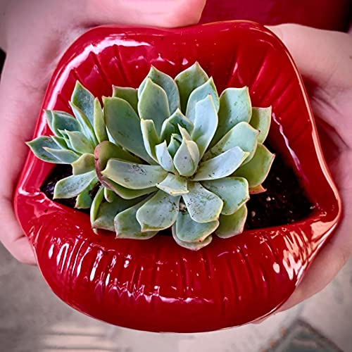 Lèvres En Forme Céramique Cache-pot Jardinière,Mini Céramique Succulente Pot,Sexy Bouche Ouverte Pots De Fleurs Cactus Pots De Plantes Accueil Bureau Jardin Extérieur Décor Lèvres -Rouge b 13x11cm(5x4