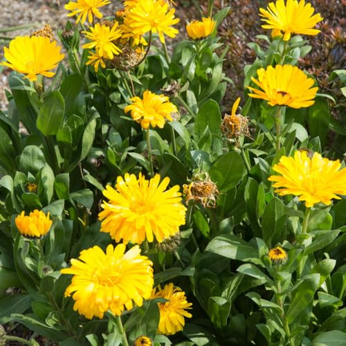semillas de caléndula, caléndula officinalis, de interior exóticas en Decoraciones jardín exteriores jardín rocas 250pcs