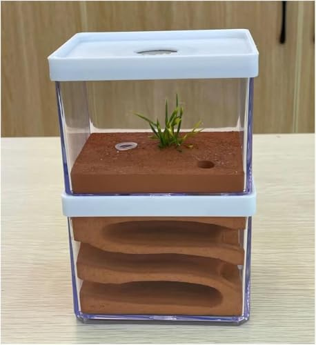 Plâtre for nid de fourmis hautement hydratant, habitat for fourmis, zone d'alimentation, château, fourmilière, atelier, maison de fourmis écologique naturelle, boîte à insectes for nourrir les fourmis