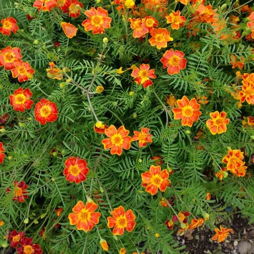 Tagetes Starfire Mix Seeds – Easy to Grow, Fragrant Displays for Beds & Tubs – Half Hardy Annual – for Your Beautiful Garden