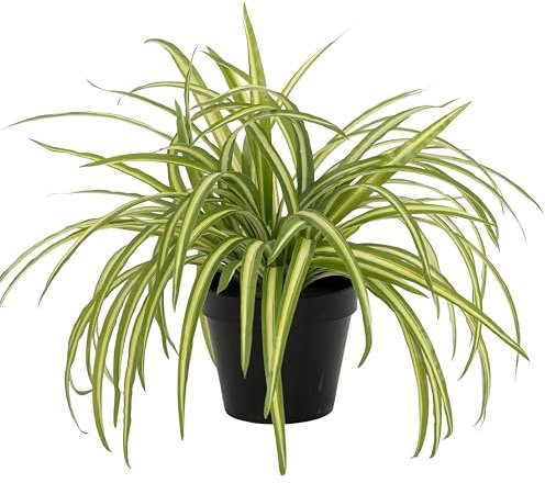 Artificial Spider Plant in Black Pot, Realistic Faux Indoor Plant, Low Maintenance Home Decor