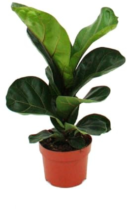 ExotenHerzz - Fico violino, 1 pianta, facile da pulire, 12 cm