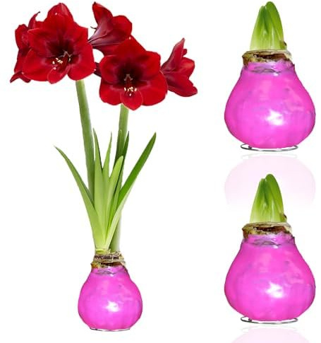 Holländska löklampor i rosa vax amaryllis, 2 lökförpackningar i storlek 28/30, exklusiv blandning av blommor från Holland, Äkta Hippeastrum (ej frön, inte konstgjorda).