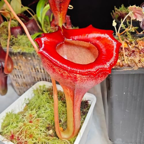 semi di nepenthes - rampicanti resistenti perenni biologici esotiche tappezzanti 30pcs