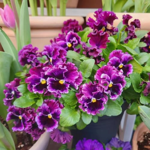 viola del pensiero - Viola tricolore d'appartamento esotiche semi coperto semi interno 600pcs