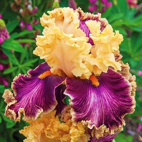 Iris, rizomi di Iris resistenti, rizomi perenni da giardino, piantagioni di Iris rari da giardino-10 rizomi-j