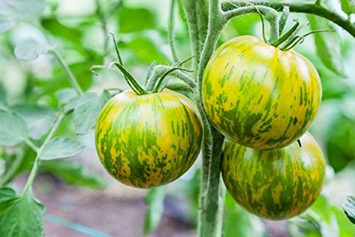 25 Graines de Tomate Zebra - Véritable légume ancien - semences paysannes reproductibles - SemiSauvage