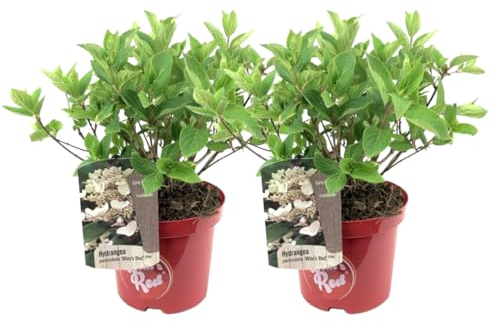 Plant in a Box - Hydrangea paniculata Wim's Red - 2er Set - Hortensie - Winterhart - Strauch - Gartenpflanze - Topf 19cm - Höhe 25-40cm