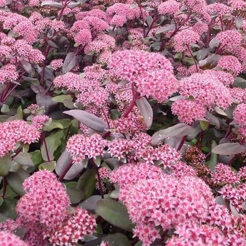 6x Orpin 'Purple Emperor' – Sedum 'Purple Emperor' – Godet 9x9cm | Feuillage pourpre, fleurs roses