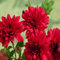 100 semi di crisantemo rosso
