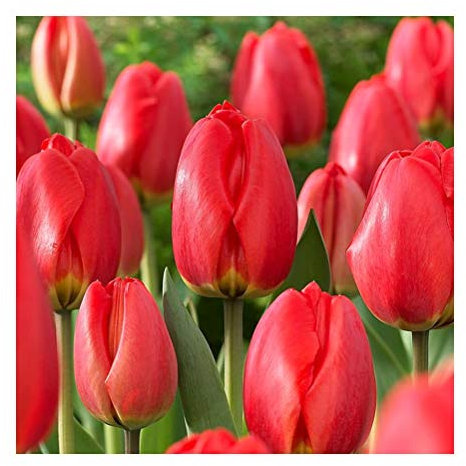 10 x Tulip Red Parade Bulbs-Large Vivid Red Blooms- Spring Flowering - Create A Beautiful Garden