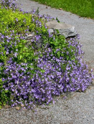 Campanula poscharskyana 'Templiner Teppich' 9x9 cm Topf – Winterhart, Mehrjährig, Pflegeleicht – Polster-Glockenblume – Bodendecker für Steingarten & Beet