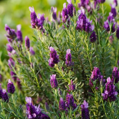 Semillas de lavanda, de jardín silvestres semillas de pradera de mariposas 600pcs