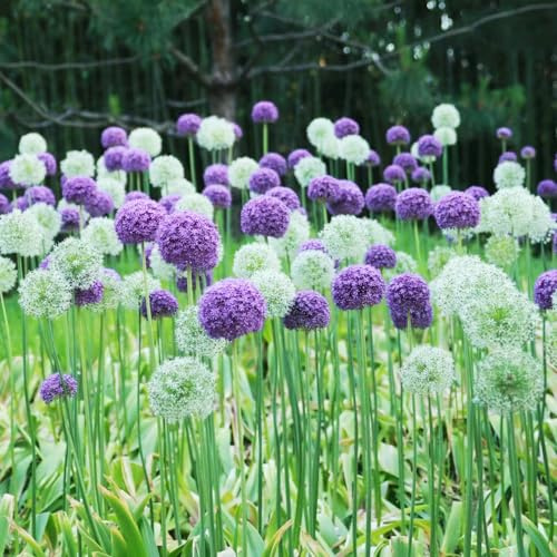 bulbi di allium - allium giganteum - da balcone da interno aglio ornamentale in vaso arredamento del soggiorno appartamento esotiche resistenti in 8pcs