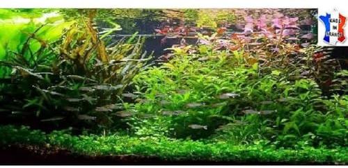 Lot plantes vivantes aquarium de 60 Plantes en 9 variétés à racines et tiges + 10 tiges gratuites