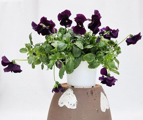 POWERS TO FLOWERS - VIOLE DEL PENSIERO, VIOLA A FIORE PENDULO VIOLA, SET 2 PIANTE VASO 12CM DIAMETRO, piante vere