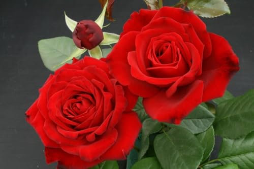 Rosa Climbing Rose 'Crimson Cascade'