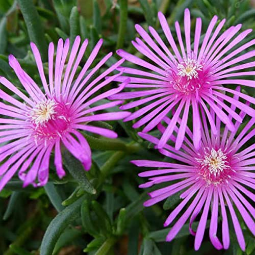 6 x Pourpier de Cooper - Delosperma Cooperi - Godet 9x9cm - Couvre-sol, floraison abondante, colorée