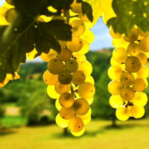 Tafel-Trauben,Tafeltraube Weintrauben Kernlos Winterhartes,Weinreben Winterhart,Lebende Pflanzen,Weinreben,Trauben Kernlos Pflanzen Winterhart Traubenwurzel Pflanze,-1 Weinreben pflanzen-A