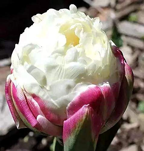 Lot de 5 bulbes tulipes à double tardif Motif crème glacée