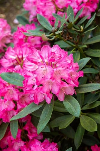 Rhododendron williamsianum 'Lissabon' 60–70 cm – Winterhart, Immergrün, Mehrjährig – Alpenrose – Zierstrauch für Garten & Kübel
