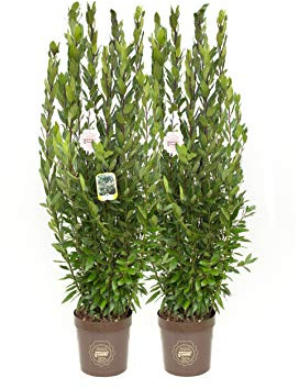 Laurus nobilis, Alloro, Cespuglio, Pianta vera in vaso Vannucci Piante, Pianta da terrazzo (cod. 8) (2x)