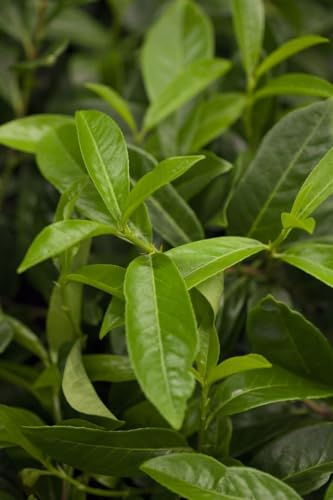 Prunus laurocerasus 'Mount Vernon' 20-30 cm – Winterhart, Immergrün, Pflegeleicht – Kirschlorbeer – Bodendecker für Garten & Beet