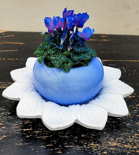 POWERS TO FLOWERS - CICLAMINO COLOR LIFE BLU, IN VASO CERAMICA AZZURRO e SOTTOVASO IN CERAMICA, pianta vera