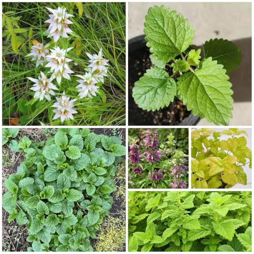 semi di melissa biologici di perenni, fresche di melissa, letti rialzati, balcone del giardino, resistenti 50pcs