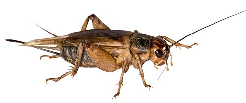 Großpackung große Steppengrillen im Karton/Dosen praktisch verpackt Futterinsekten Futtertiere ca. 200 Stück