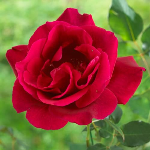 YouGarden Rose 'Guinée', 2 x Climbing Bare Roots, Deep Crimson Fragrant Climbers, Ready To Plant