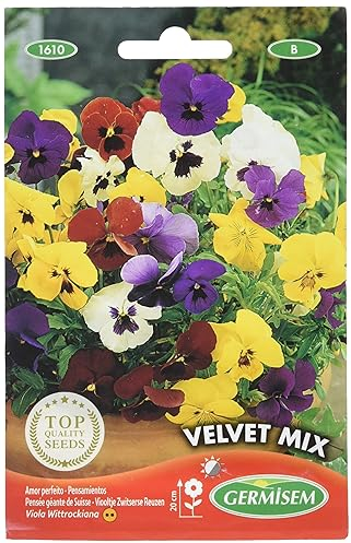 Germisem Velvet Mix Graines de Pansy 0.5 g