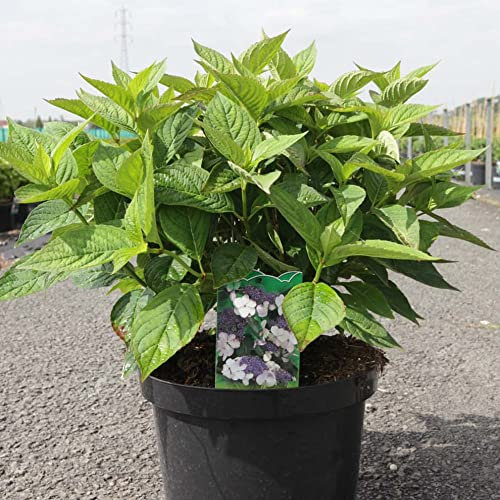 Hydrangea serrata Plant 'Bluebird' Deciduous Hardy Shrub Lacecap Blue Blooms Easy to Grow Your Own Garden Flowers for Containers or Borders 3-Litre Potted Plant by Thompson and Morgan