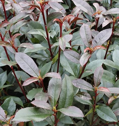Glanzmispel Devils Dream® 100-125cm - Photinia fraseri
