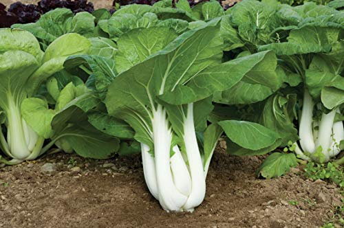 200 semi di Asian Delight ibrida Pak Choi