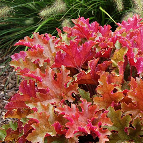 Heuchera Marmalade Coral Bells Perennial Garden Plants Flowering Plant in Pot (15-30cm Incl. Pot)