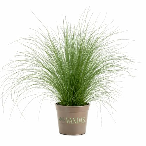 VANDAS Stipa Tenuissima – Graminacea Ornamentale | Vaso 14 cm | Erba Perenne Elegante | Ideale per Giardino e Aiuole | Made in Italy