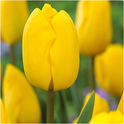 Tulip 'Jan Van NES' Yellow Triumph Tulips x 50 Spring Flowering Bulbs, by Growtanical®