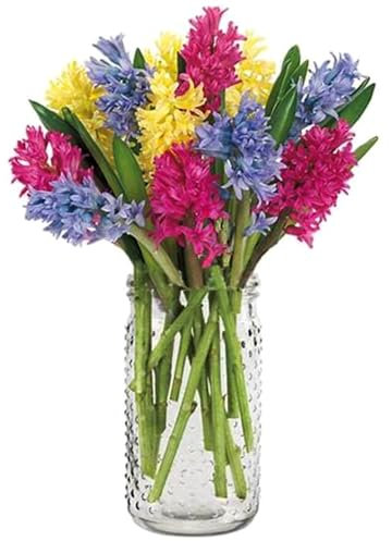 Cipolle di giacinto - diversi colori disponibili, design semplice di un giardino colorato/intenso profumo di fiori, può essere piantato all'interno e all'esterno/adatto ai principianti-D-2cipolle